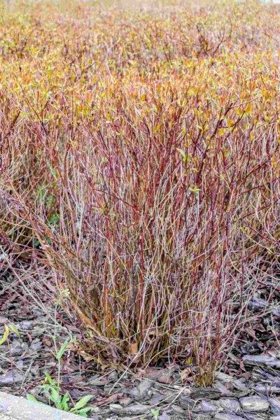 Roter hartriegel Cornus sericea 'Kelseyi' Strauch 30-40 C1,5 Cornus sericea 'Kelseyi' Strauch 30-40 cm