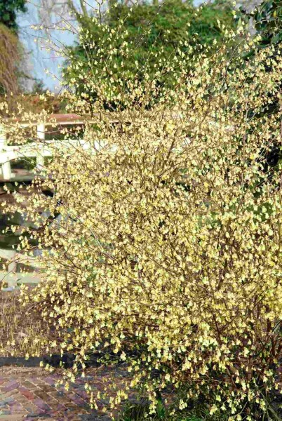 Glockenhasel Corylopsis pauciflora Strauch 40-50 C7,5 Corylopsis pauciflora Strauch 40-50 cm