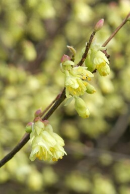 Glockenhasel Corylopsis pauciflora Strauch 40-50 C7,5 Corylopsis pauciflora Strauch 40-50 cm