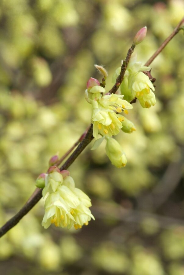 Glockenhasel Corylopsis pauciflora Strauch 125-150 C20 Corylopsis pauciflora Strauch 125-150 cm