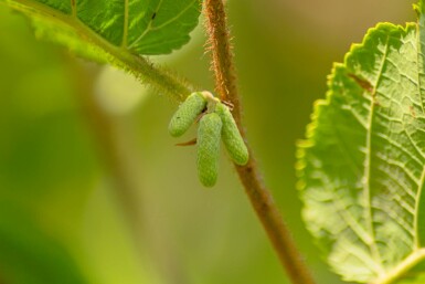Gewöhnliche Hasel Corylus avellana Strauch 60-80 C2 Corylus avellana Strauch 60-80 cm