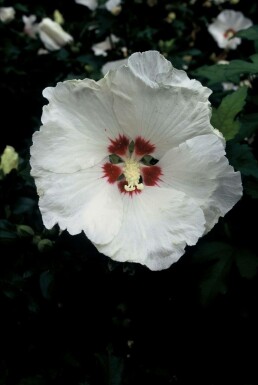 Garten-Eibisch Hibiscus syriacus 'Red Heart' Topf Hibiscus syriacus 'Red Heart' Strauch