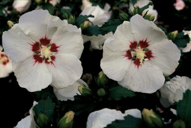 Garten-Eibisch Hibiscus syriacus 'Red Heart' Topf Hibiscus syriacus 'Red Heart' Strauch