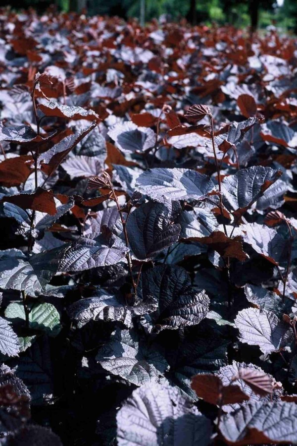 Purpur-Hasel Corylus maxima 'Purpurea' Strauch 175-200 C20 Corylus maxima 'Purpurea' Strauch 175-200 cm