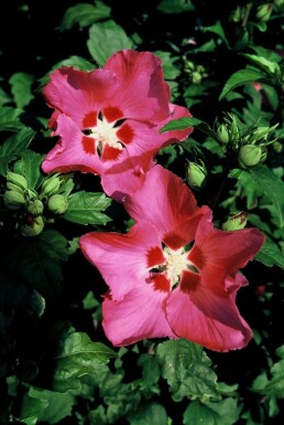 Garten-Eibisch Hibiscus syriacus 'Woodbridge' Topf Hibiscus syriacus 'Woodbridge' Strauch