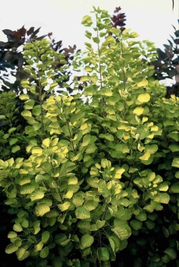 Cotinus coggygria 'Golden Spirit' Strauch 40-50 cm