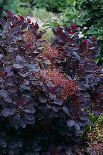Cotinus coggygria 'Royal Purple' Strauch 40-60 cm