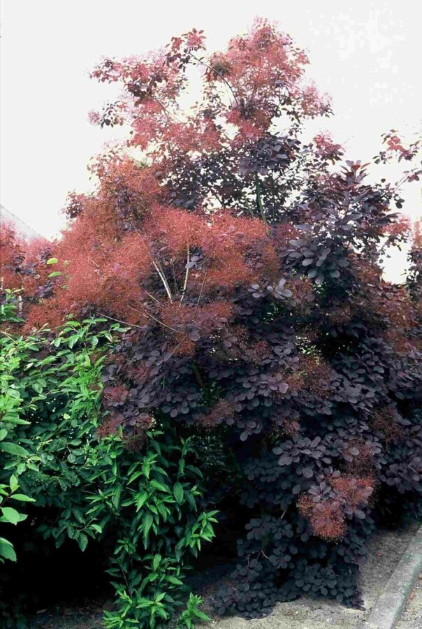 Roter Perückenstrauch Cotinus coggygria 'Royal Purple' Strauch 80-100 C7,5 Cotinus coggygria 'Royal Purple' Strauch 80-100 cm