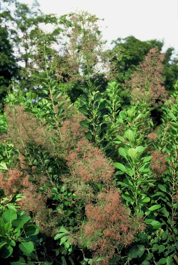 Perückenstrauch 'Young Lady' Cotinus coggygria 'Young Lady' Strauch 30-40 C3 Cotinus coggygria 'Young Lady' Strauch 30-40 cm