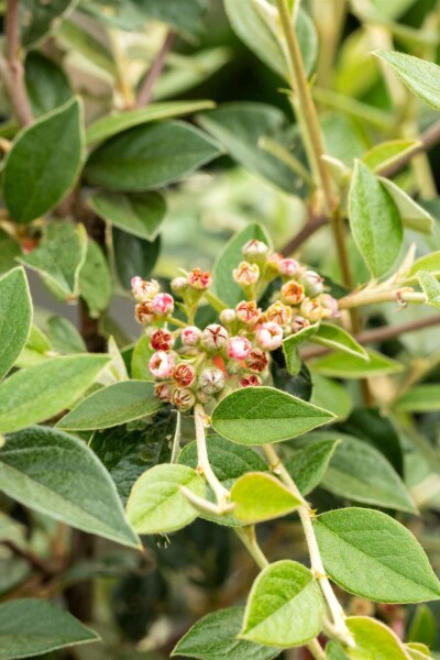 Cotoneaster franchetii Strauch 80-100 cm