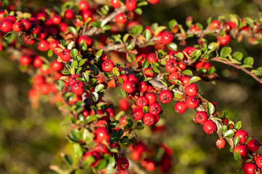 Zwergmispel Cotoneaster horizontalis Strauch 30-40 C5 Cotoneaster horizontalis Strauch 30-40 cm
