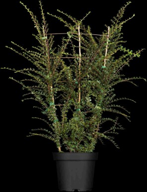 Zwergmispel Cotoneaster horizontalis Strauch 30-40 C5 Cotoneaster horizontalis Strauch 30-40 cm