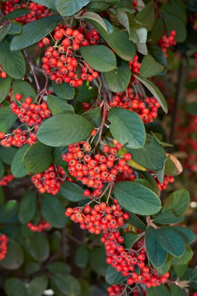 Cotoneaster lacteus Strauch 60-80 cm