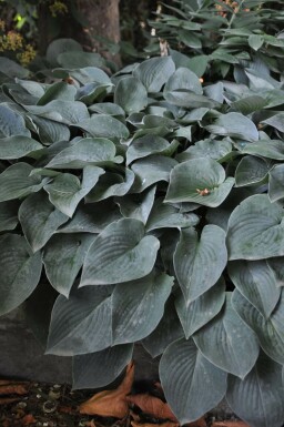 Graublaue Garten-Funkie Hosta tardiana 'Halcyon' Topf Hosta tardiana 'Halcyon'