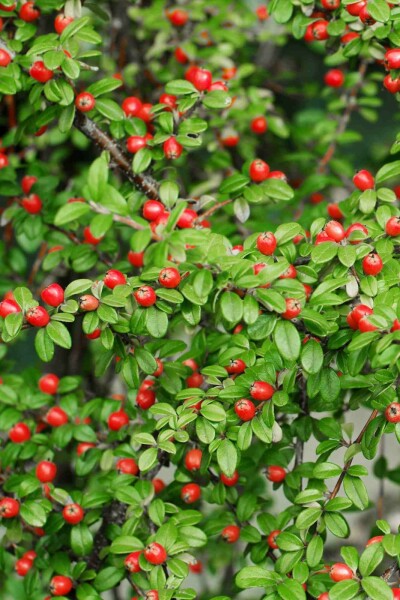 Zwergmispel Cotoneaster suecicus 'Coral Beauty' Strauch 30-40 C1,5 Cotoneaster suecicus 'Coral Beauty' Strauch 30-40 cm