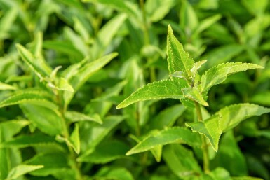 Deutzie Deutzia gracilis Strauch 40-50 C5 Deutzia gracilis Strauch 40-50 cm