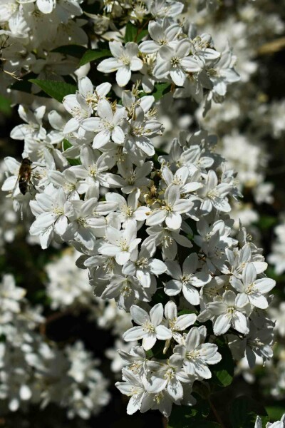 Deutzia gracilis 'Nikko' Strauch 20-25 cm