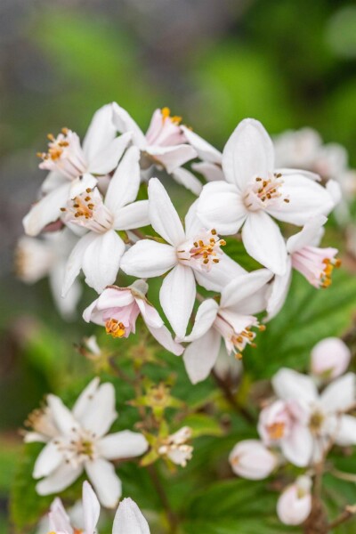 Deutzia 'Mont Rose' Strauch 60-80 cm