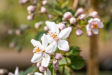 Deutzie Deutzia 'Mont Rose' Strauch 150-175 C20 Deutzia 'Mont Rose' Strauch 150-175 cm