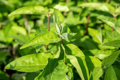 Deutzia scabra 'Plena' Strauch 30-40 cm