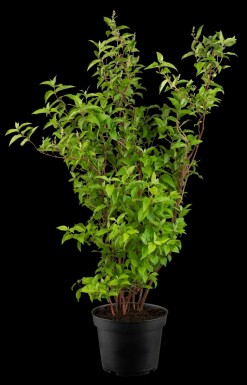Sternchenstrauch Deutzia scabra 'Plena' Strauch 30-40 C2 Deutzia scabra 'Plena' Strauch 30-40 cm