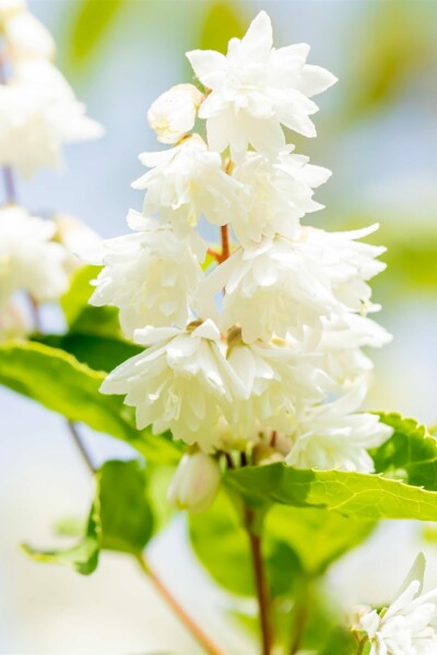 Deutzia scabra 'Plena' Strauch 60-80 cm