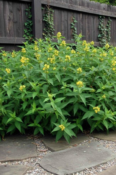 Buschgeißblatt Diervilla sessilifolia 'Butterfly' Strauch 50-60 C10 Diervilla sessilifolia 'Butterfly' Strauch 50-60 cm