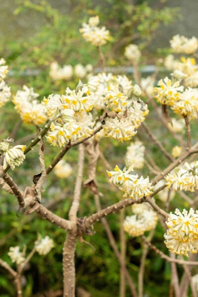 Papierstrauch Edgeworthia chrysantha Strauch 40-60 C3 Edgeworthia chrysantha Strauch 40-60 cm