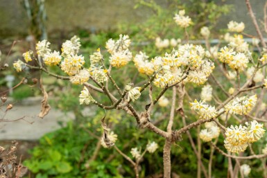 Edgeworthia chrysantha Strauch 60-80 cm