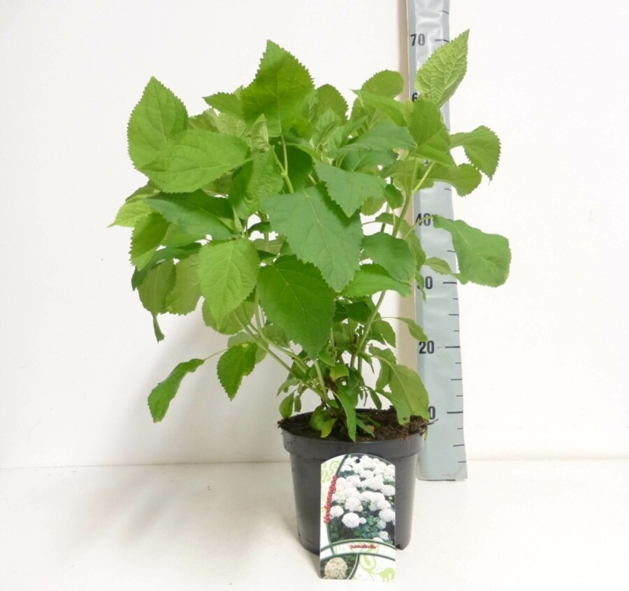 Schneeball-Hortensie 'Annabelle' Hydrangea arborescens 'Annabelle' strauch 35-40 C2,5 Hydrangea arborescens 'Annabelle' Strauch 35-40 cm