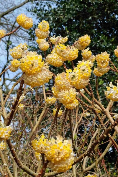 Japanischer papierbusch Edgeworthia chrysantha 'Grandiflora' Strauch 100-125 C20 Edgeworthia chrysantha 'Grandiflora' Strauch 100-125 cm