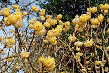 Edgeworthia chrysantha 'Grandiflora' Strauch 100-125 cm