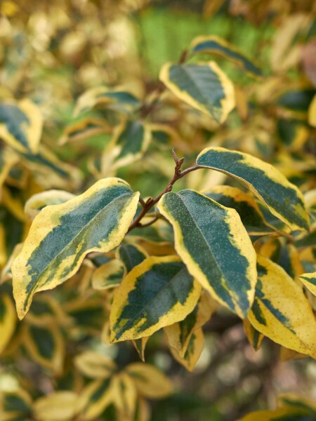 Elaeagnus pungens 'Maculata' Strauch 30-40 cm