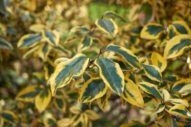 Elaeagnus pungens 'Maculata' Strauch 30-40 cm