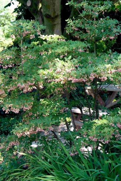 Glockige Prachtglocke Enkianthus campanulatus Strauch 40-60 C5 Enkianthus campanulatus Strauch 40-60 cm