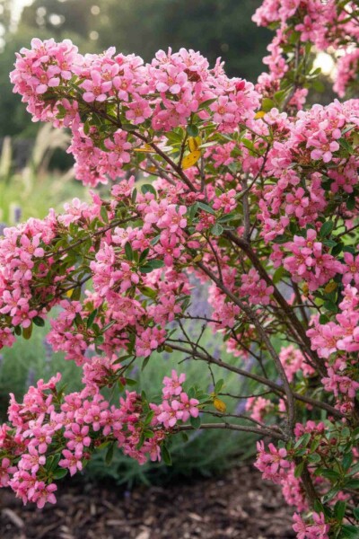 Escallonie Escallonia 'Donard Seedling' Strauch 30-40 C1,5 Escallonia 'Donard Seedling' Strauch 30-40 cm