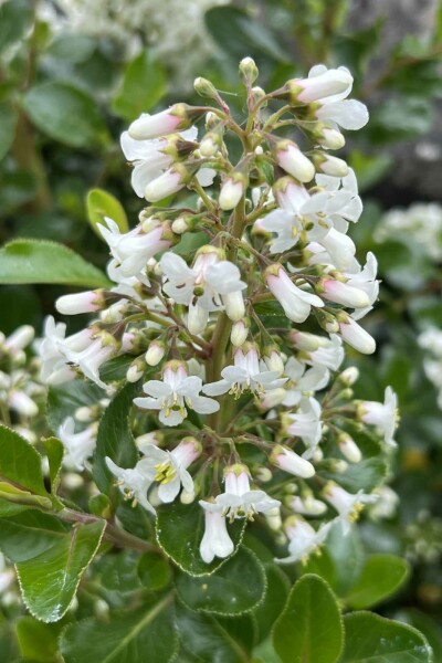 Escallonia 'Iveyi' Strauch 40-50 cm