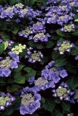 Bauernhortensie 'Blaumeise' Hydrangea macrophylla 'Blaumeise' strauch 25-30 C2 Hydrangea macrophylla 'Blaumeise' Strauch 25-30 cm