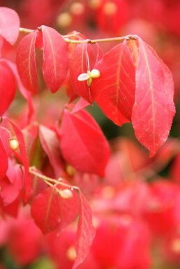 Euonymus alatus Strauch 60-80 cm