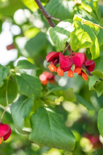 Euonymus europaeus Strauch 60-80 cm