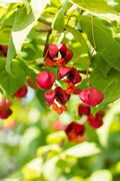 Pracht-Pfaffenhütchen Euonymus europaeus 'Red Cascade' Strauch 100-125 C10 Euonymus europaeus 'Red Cascade' Strauch 100-125 cm