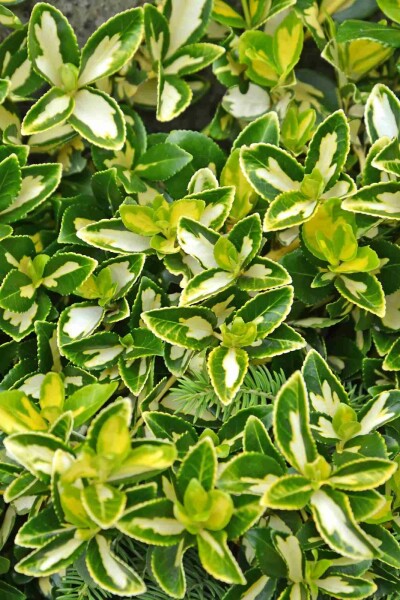 Goldherzige Kriechspindel 'Blondy' Euonymus fortunei 'Blondy' Strauch 40-45 C10 Euonymus fortunei 'Blondy' Strauch 40-45 cm