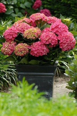 Bauern-Hortensie Hydrangea macrophylla 'Forever & Ever® Red' Topf Hydrangea macrophylla 'Forever & Ever® Red'