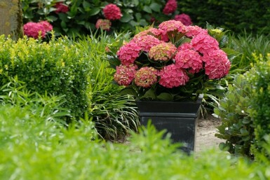 Bauern-Hortensie Hydrangea macrophylla 'Forever & Ever® Red' Topf Hydrangea macrophylla 'Forever & Ever® Red'