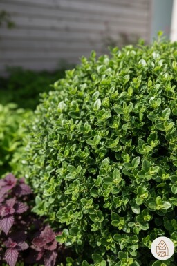 Kein Bild verfügbar