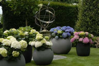 Bauern-Hortensie Hydrangea macrophylla 'Forever & Ever® White' Topf Hydrangea macrophylla 'Forever & Ever® White' Strauch