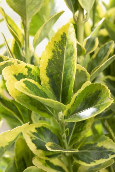 Euonymus japonicus 'Aureomarginatus' Strauch 30-40 cm