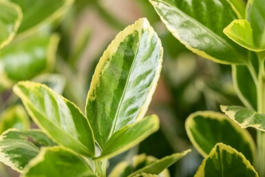 Euonymus japonicus 'Aureomarginatus' Strauch 30-40 cm