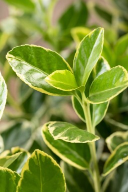 Euonymus japonicus 'Aureomarginatus' Strauch 30-40 cm