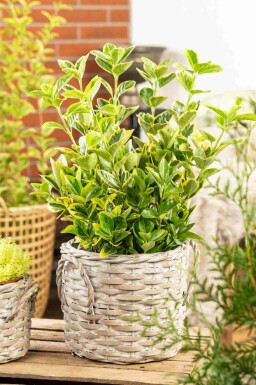 Euonymus japonicus 'Aureomarginatus' Strauch 30-40 cm